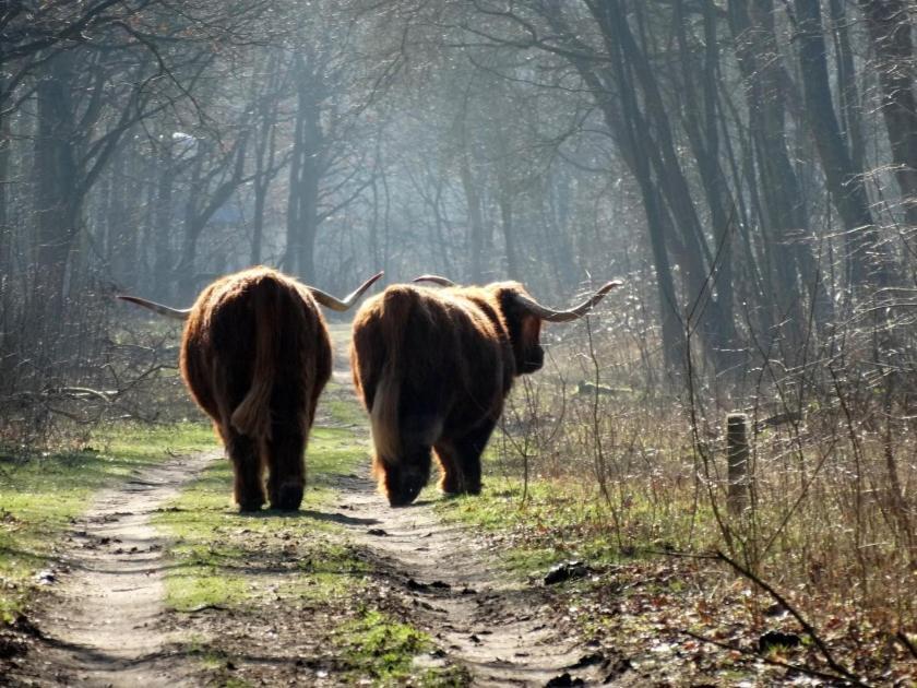 Slapen Bij De Buurvrouw Castricum Exterior foto